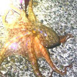 アオリイカ、コウイカ、タコが釣れましたがサイズに恵まれず